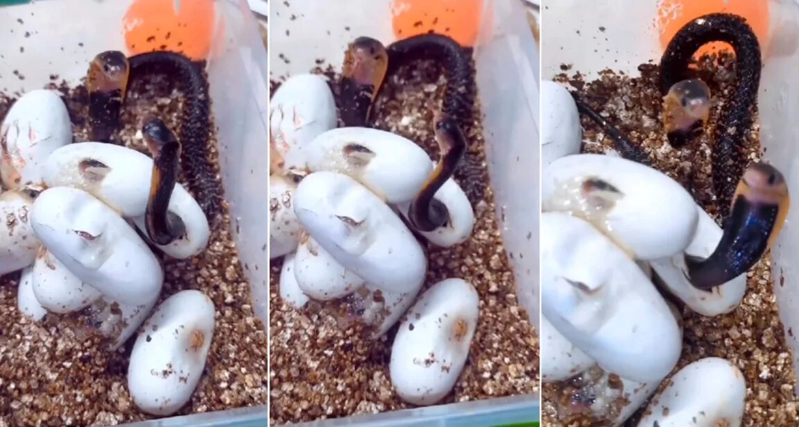 ডিম ফুটে বাইরে বেরোতেই হাড্ডাহাড্ডি লড়াইয়ে জড়ালো দুই বাচ্চা সাপ