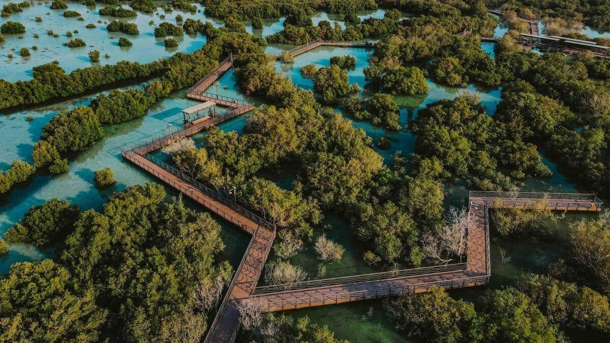 সংযুক্ত আরব আমিরাতে প্রাকৃতিক বাসস্থান রক্ষার জন্য নতুন ম্যানগ্রোভ উদ্যোগ।