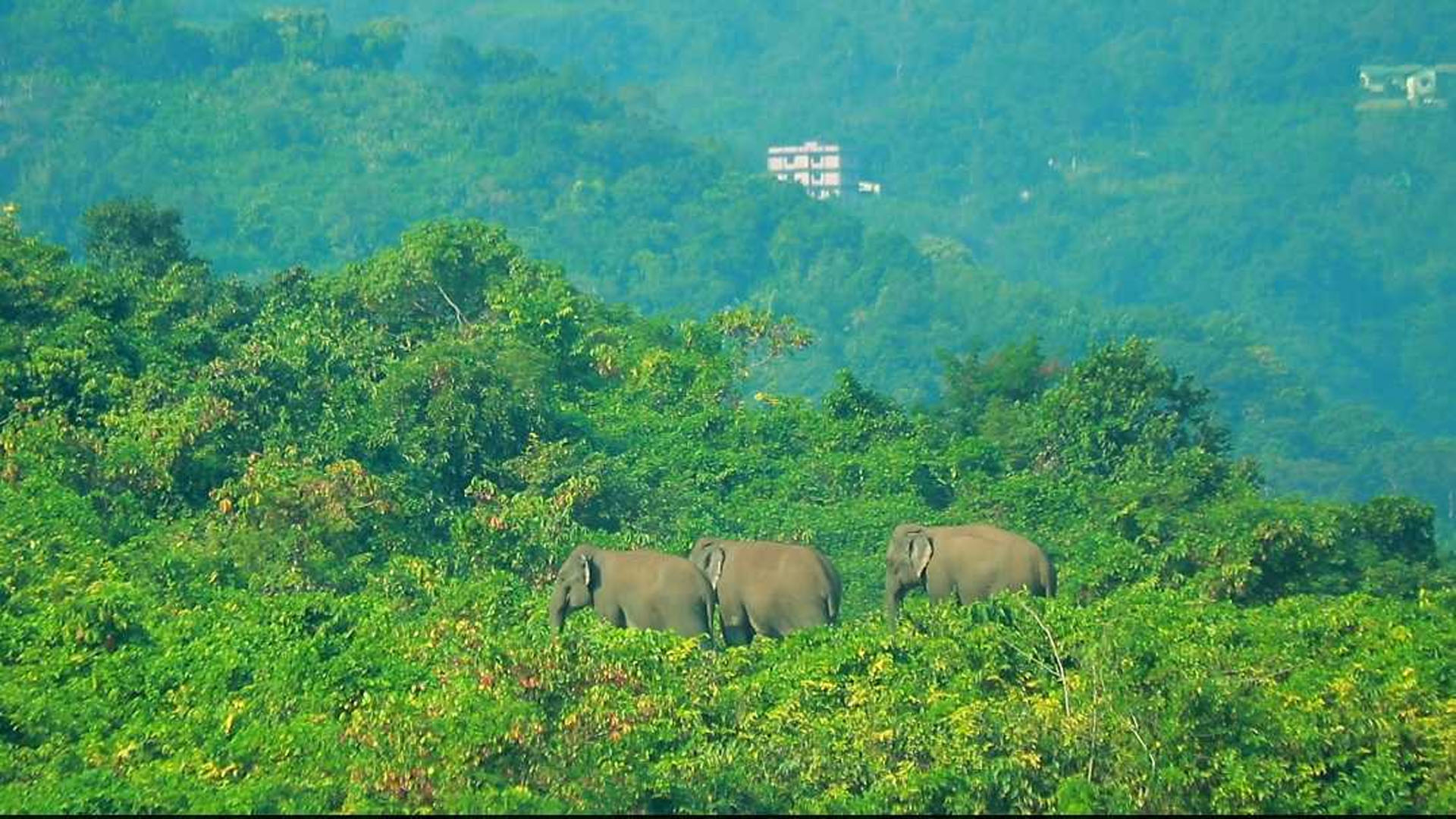 রামুতে খাবারের সন্ধানে লোকালয়ে ঢুকেছে বন্য হাতির পাল 