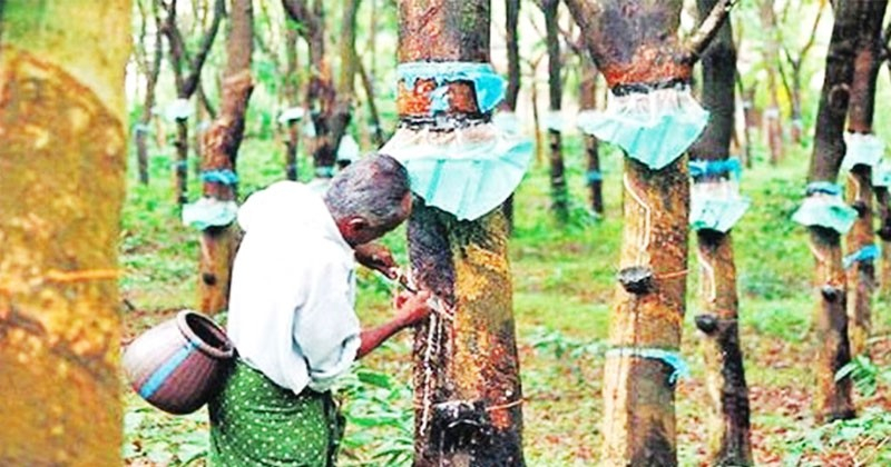 বাংলাদেশে রাবার শিল্প: ইতিহাস, সমস্যা ও সম্ভাবনা