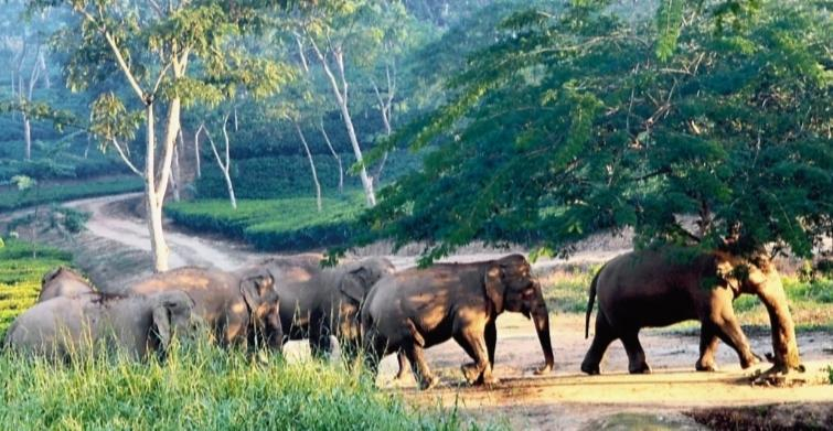 পাথারিয়া হিলস: বাংলাদেশ–ভারতের সীমান্তে বিপন্ন জীববৈচিত্র্যের শেষ আশ্রয়