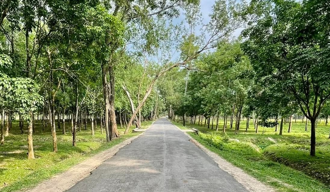 শ্রীমঙ্গলের ঐতিহাসিক কালীঘাট রোড: এক পথের গল্প, অর্থনীতির সোপান