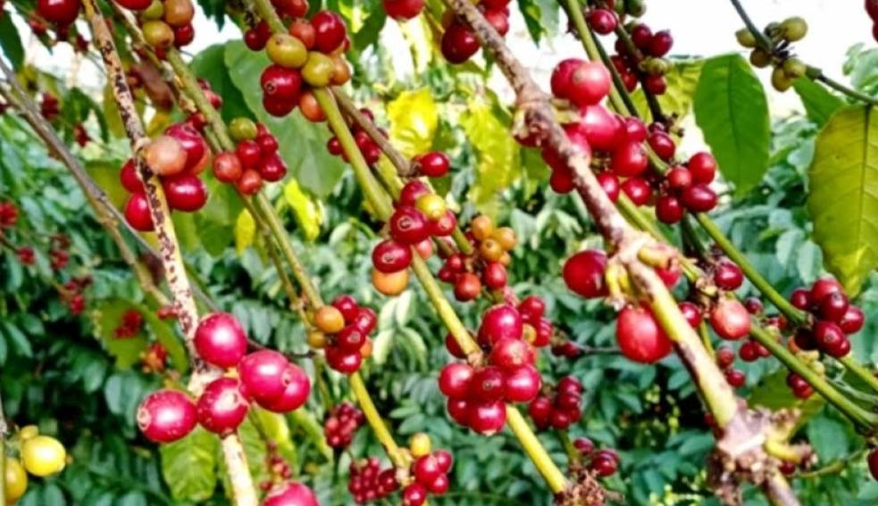 পাহাড়ি ঢালে কফির সুবাস: বাড়ছে বাণিজ্যিক চাষের সম্ভাবনা