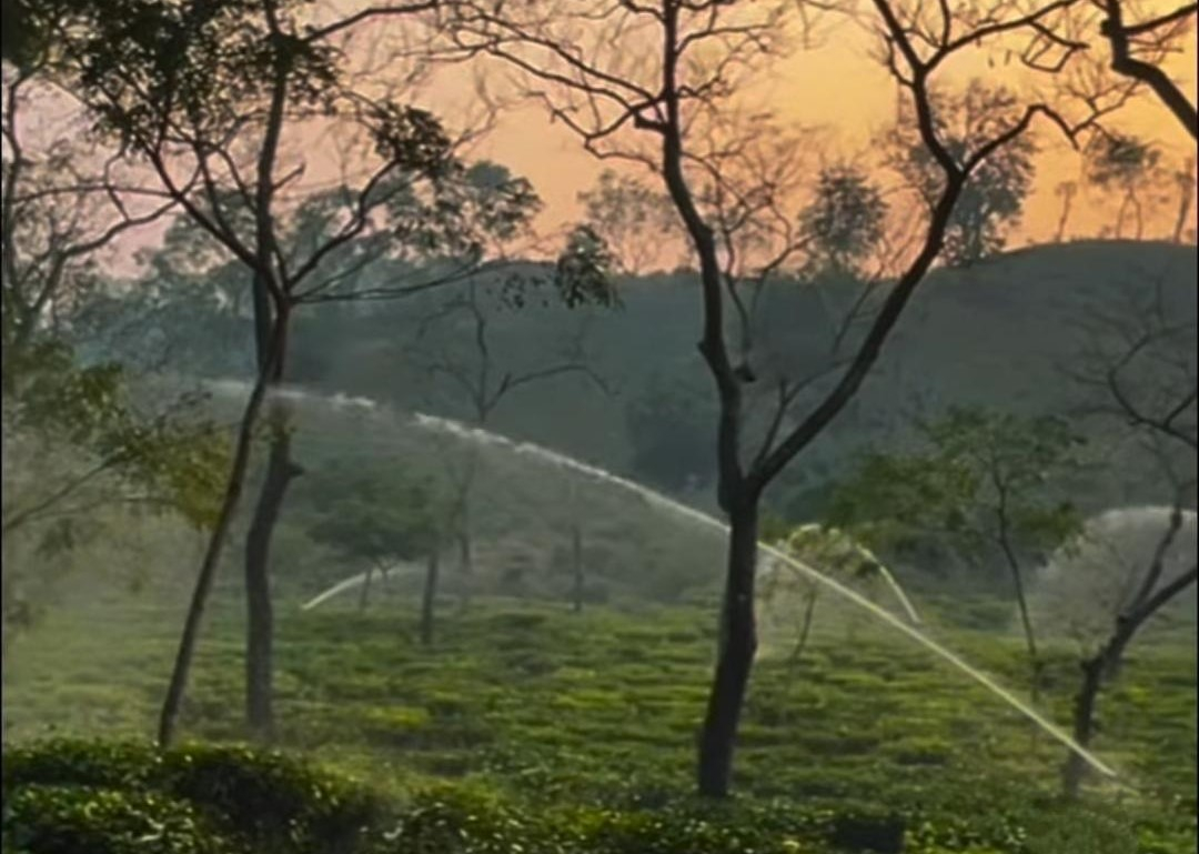মৌলভীবাজার জেলা : প্রাকৃতিক সৌন্দর্য, ঐতিহ্য ও পর্যটনের এক অপার সম্ভার
