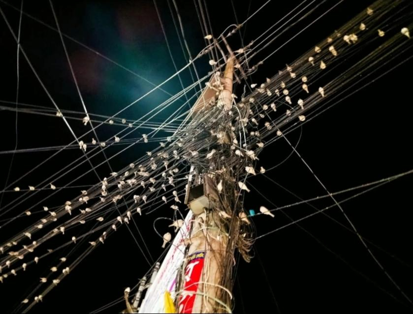 শ্রীমঙ্গলে চড়ুই পাখির নতুন অভয়াশ্রম