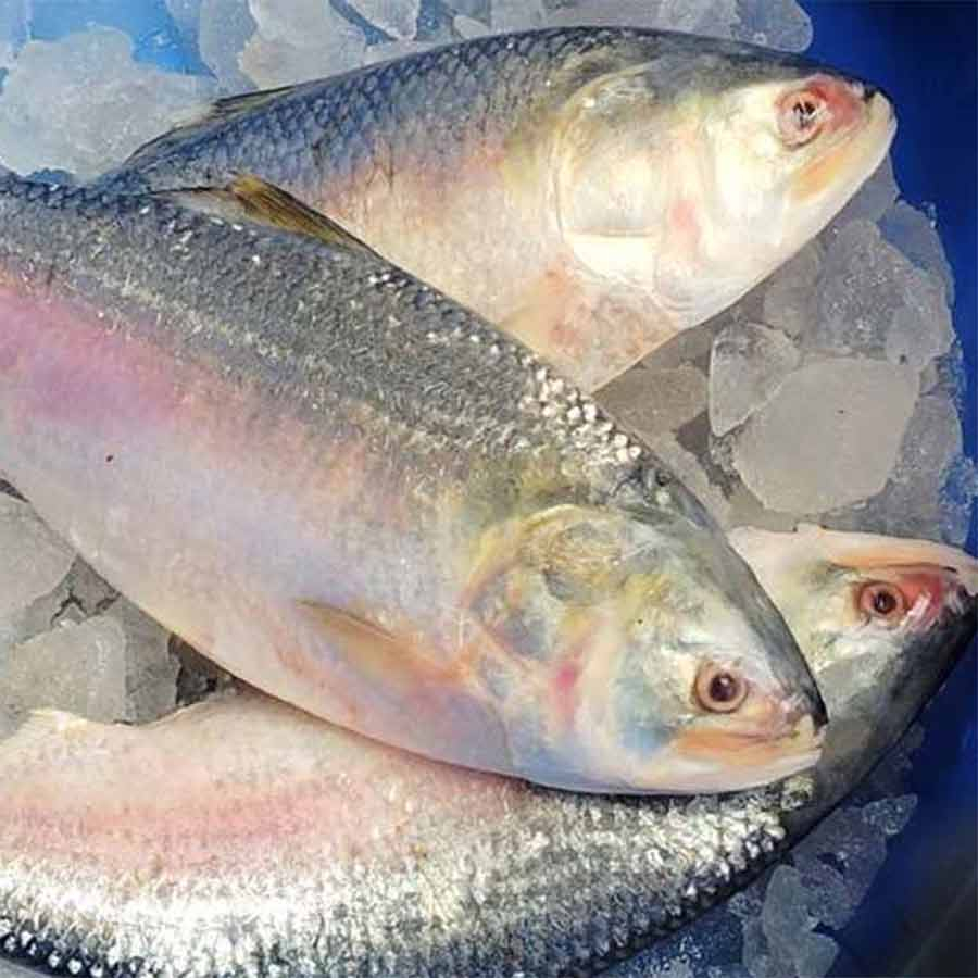 যেভাবে খেলে হার্ট ভালো রাখবে ইলিশ