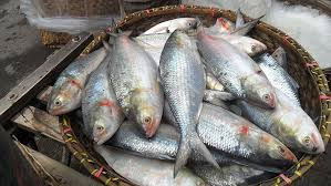 ইলিশের দাম নাগালে আসবে যেভাবে