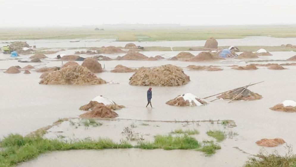  বৃষ্টিতে ডুবছে পাকা ধান, হাওরজুড়ে হাহাকার