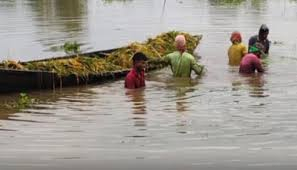  হবিগঞ্জে তলিয়ে গেছে পাঁচ হাজার হেক্টর জমির ধান