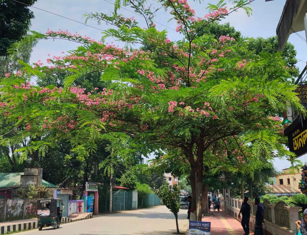ফুলে মোড়া ‘ক্যাসিয়া জাভানিকা’: শিক্ষক তারেক হাসানের হাত ধরে সবুজে নতুন রূপে শ্রীমঙ্গল