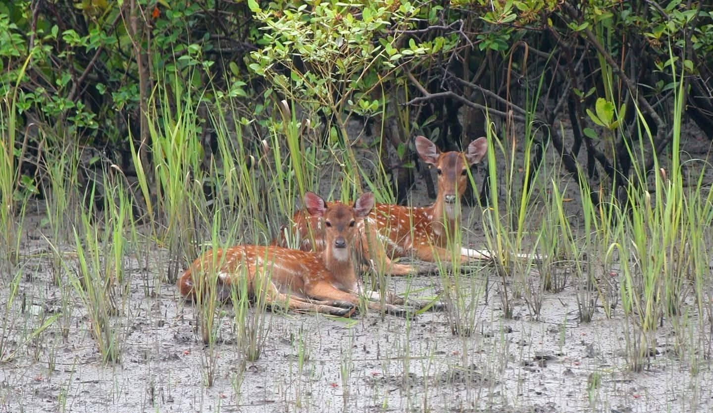 সুন্দরবনে বেড়েছে চোরা হরিণশিকারিচক্রের দৌরাত্ম্য