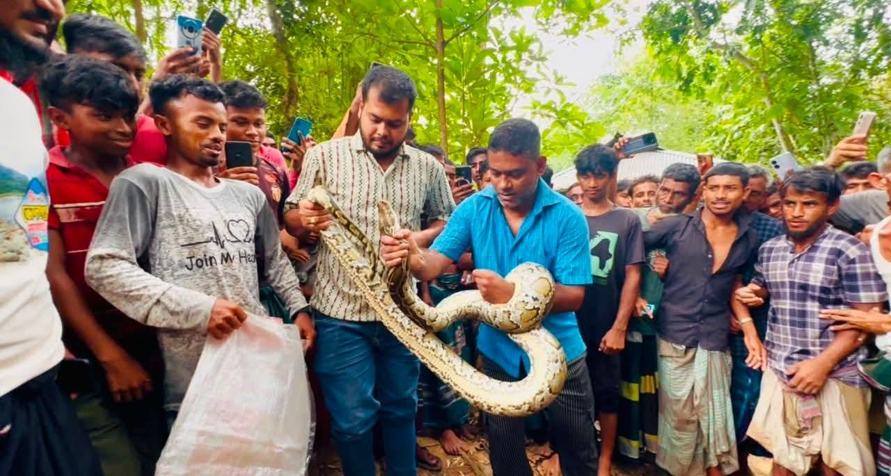 বসতঘরের সিলিংয়ে ১৪ ফুটের অজগর, এক নজর দেখতে মানুষের ঢল শ্রীমঙ্গলে