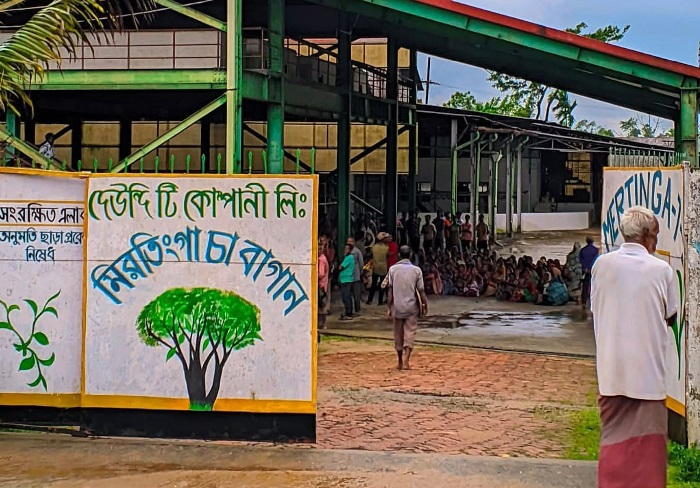  বেতন দিতে পারছে না চার চা বাগান, কর্মবিরতিতে শ্রমিকরা