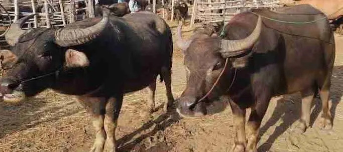 কোরবানি পশুর হাটে মহিষের তাণ্ডব, নিহত ২