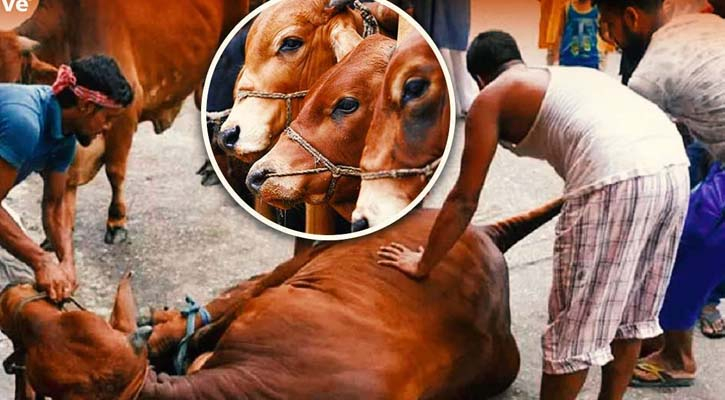 ঈদের দ্বিতীয় দিনেও চলছে পশু কোরবানি