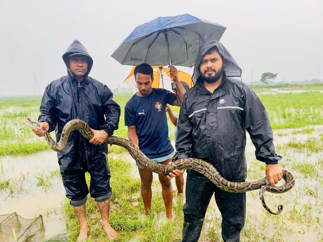 শ্রীমঙ্গলের হাইল হাওরে জেলেদের জালে ধরা পড়ল ১২ ফুট দীর্ঘ অজগর, এক ঘণ্টার চেষ্টায় উদ্ধার