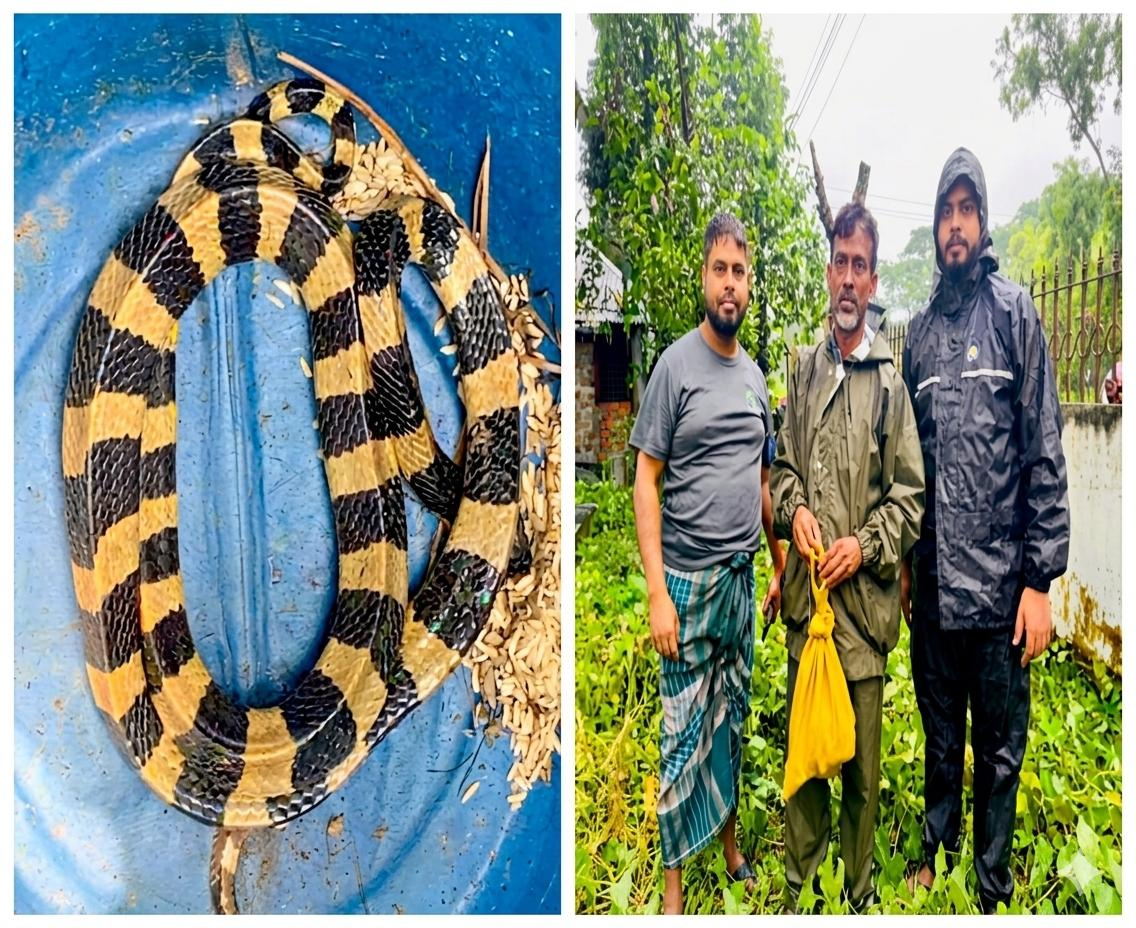শ্রীমঙ্গলে কালীঘাট ইউনিয়ন পরিষদ প্রাঙ্গণ থেকে বিষধর শঙ্খিনী উদ্ধার