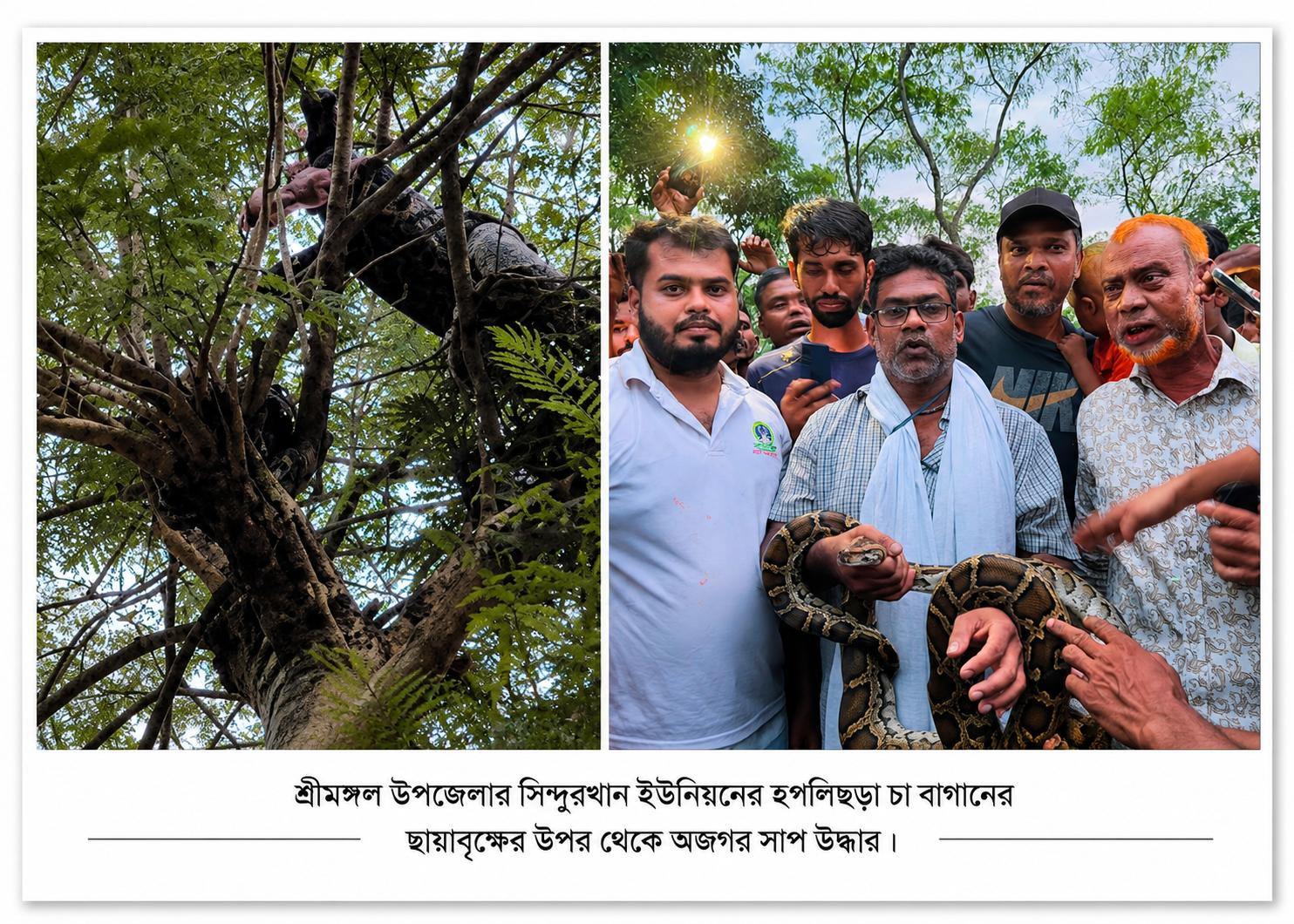 শ্রীমঙ্গলের চা বাগানের ছায়াবৃক্ষের ডালে মিলল অজগর, একই দিনে উদ্ধার দুটি