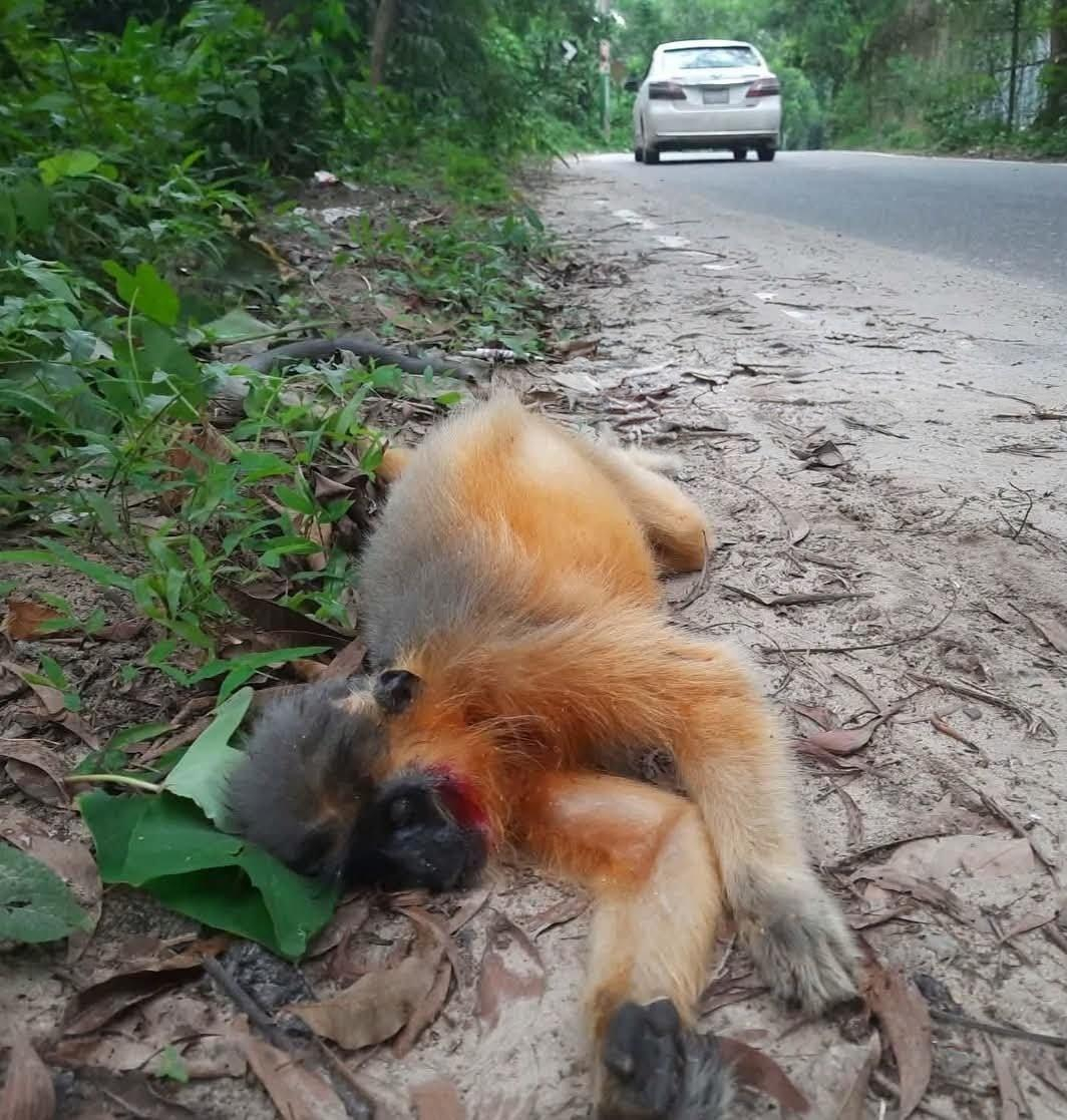লাউয়াছড়ায় সড়ক পার হতে গিয়ে গাড়ির ধাক্কায় প্রাণ গেল বিপন্ন মুখপোড়া হনুমানের