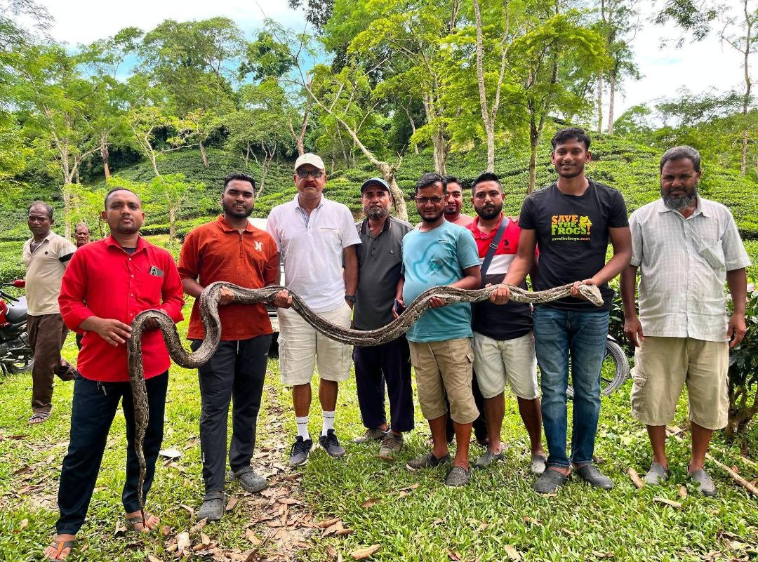 কমলগঞ্জের ফুলবাড়ি চা বাগান থেকে উদ্ধার হলো বিশালাকৃতির অজগর