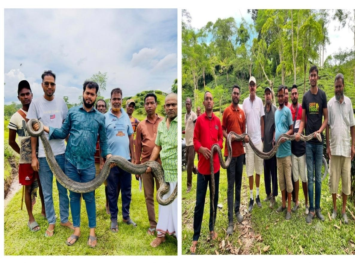 শ্রীমঙ্গল ও কমলগঞ্জে উদ্ধার দুই বিশাল অজগর, বনে ফেরানোর প্রস্তুতি