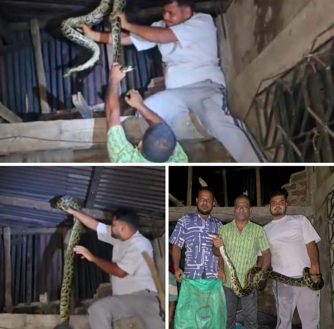 ঘরের সিলিংয়ের উপর থেকে বিশালাকৃতির অজগর সাপ উদ্ধার