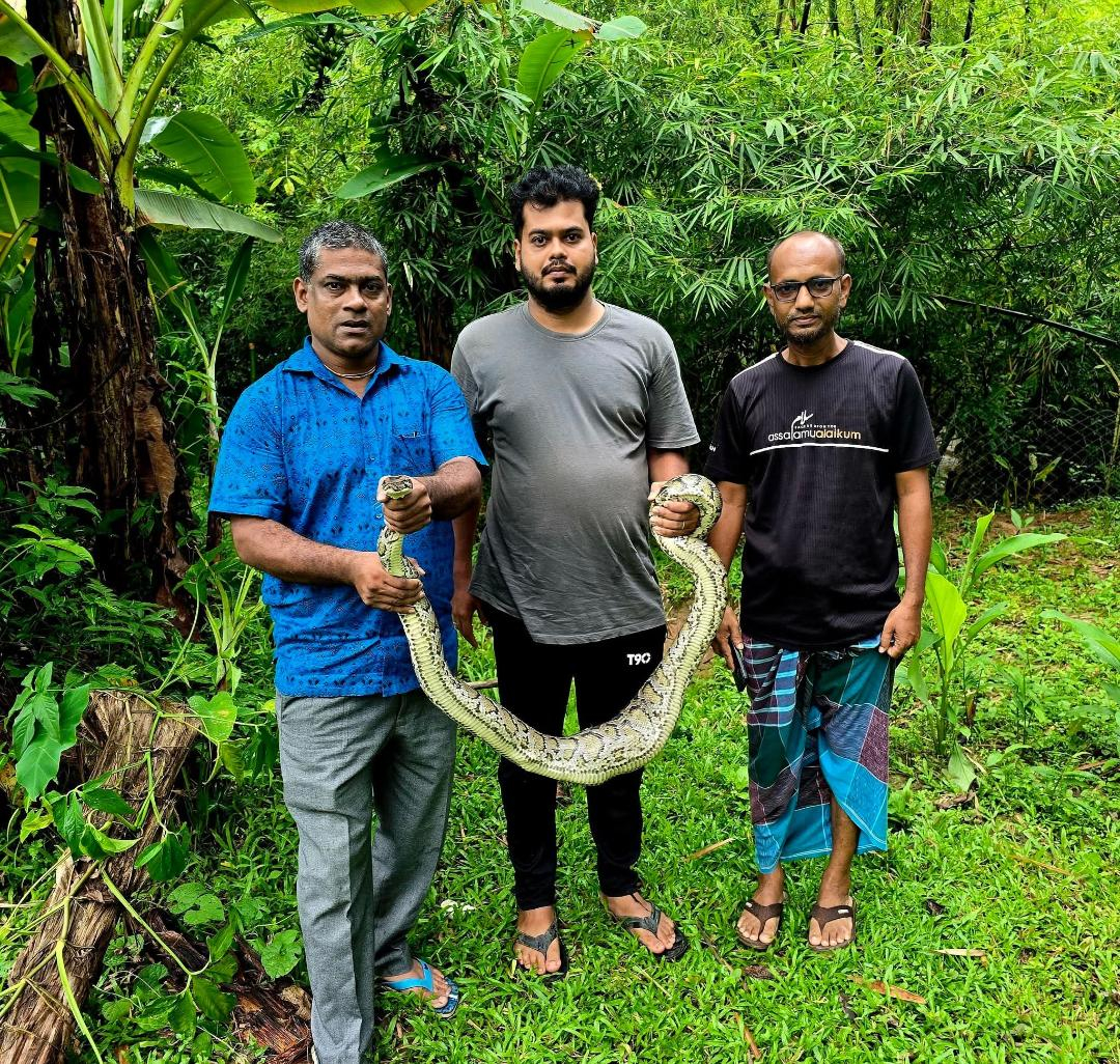 গোয়ালঘরে ঢুকে মুরগি খাওয়া বিশাল অজগর উদ্ধার