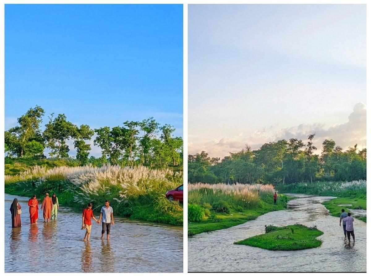 শ্রীমঙ্গলের ভুরভুরিয়া ছড়ার পাড়ে শরতের শুভ্র কাশফুল, মুগ্ধ পর্যটকেরা
