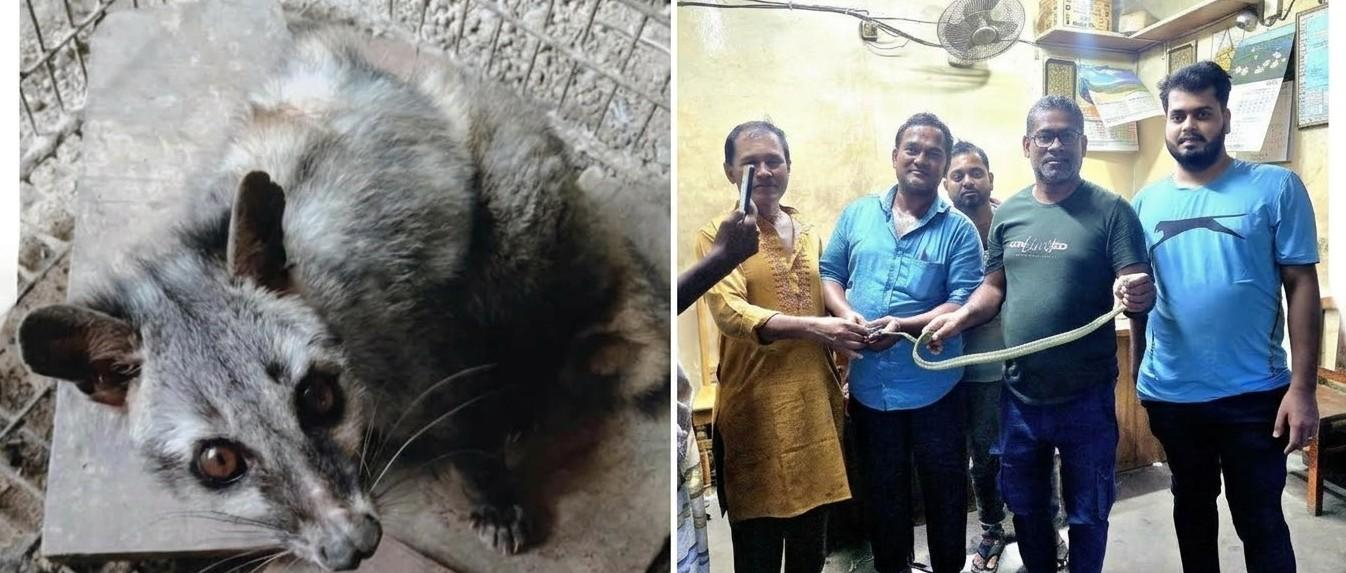কুকুরের আক্রমণে আহত গন্ধগোকুল উদ্ধার, কলার আড়ত থেকে মিলল সবুজ ফণিমনসা