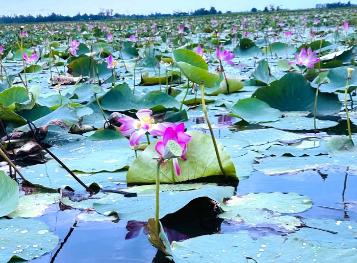 বানিয়াচং ভবানীপুরের পদ্মবিল নজর কাড়ছে দর্শনার্থীদের