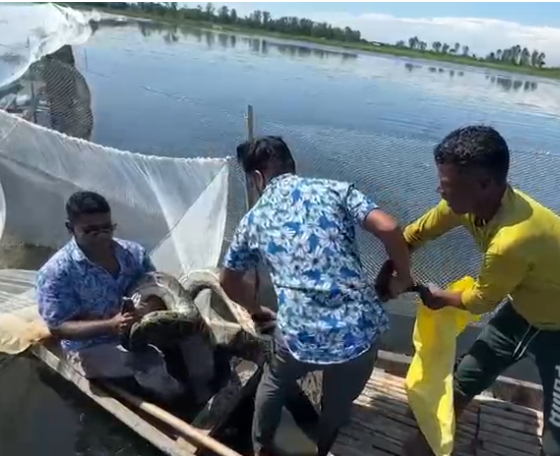 শ্রীমঙ্গলে মাছ ধরার জালে পেঁচিয়ে মৃত্যুর মুখে অজগর, দুই ঘণ্টার চেষ্টায় মিলল মুক্তি