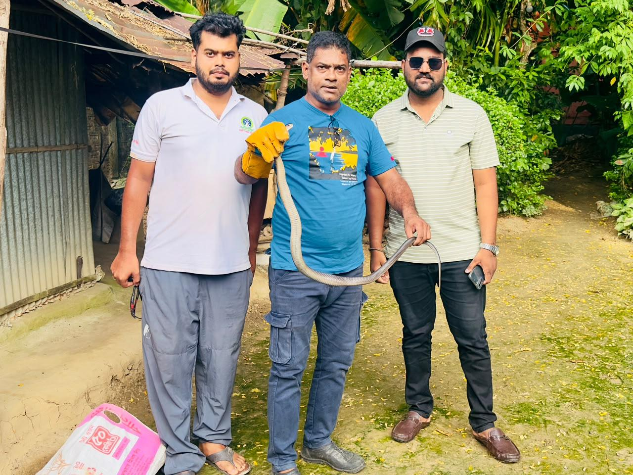 চা শ্রমিক কলোনির বসতঘরে ঢুকে পড়া পদ্ম গোখরা উদ্ধার