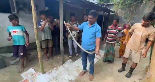 শ্রীমঙ্গলে রান্নাঘরের লাকড়ির স্তূপ থেকে দাঁড়াশ সাপ উদ্ধার