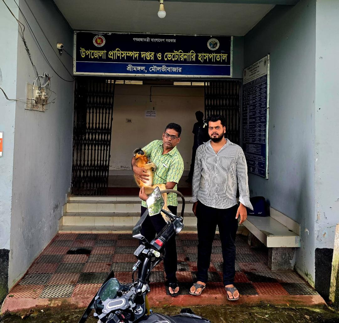 বিদ্যুতের তারে স্পৃষ্ট হয়ে সোনালি হনুমানের মৃত্যু