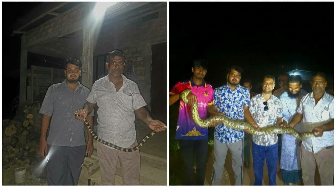 শ্রীমঙ্গলে চার দিনে শঙ্খিনীসহ চার সাপ উদ্ধার, বন্যপ্রাণীর আবাসস্থল সংকোচন নিয়ে উদ্বেগ